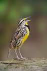 Eastern meadowlark singing-Ohio Art Print